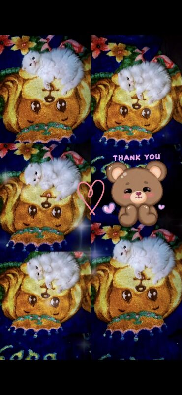 Pişiklər: Şinşilla, Dişi -da lalafo.az — 8 Pişiklər: Şinşilla, Dişi — 8