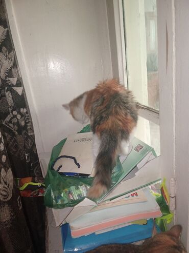 Pişiklər: Yaxşı əllərə — 8