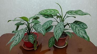 Аглаонема серебристая (Aglaonema, сорт с мраморным серебристо‑зелёным