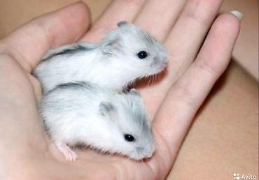 Хомяки: Джунгарские хомячки разных расцветок. Так же есть и сирийские хомячки — 1