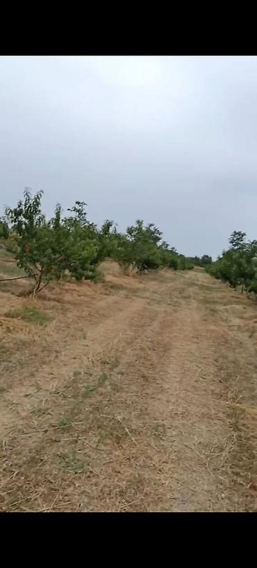 səkidə torpaq: - Çıxarışı var. Kənd təsərrüfatı təyinatlı torpaqdır. - 1.27 hektar — 7