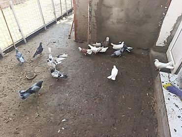 Quşlar: Ev göyərçinləri – müxtəlif rəng və naxışlarda xalça, ağ, qara-ağ — 3