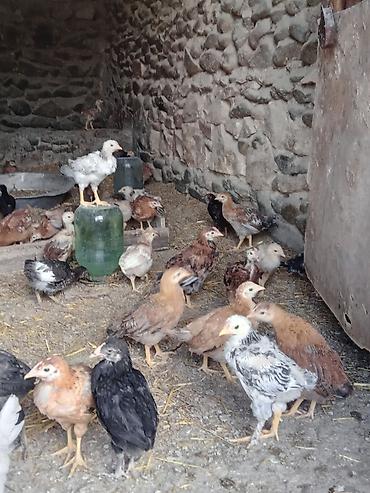 at satıx: Toyuq cücələri, Ətlik, Ünvandan götürmə — 9