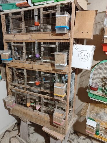 Qəfəslər: Bina evinə köçməyimlə bağlı olaraq papuqay ferması satılır. Cavan — 8