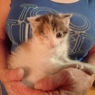 сиамский котёнок: Кошка даром: Беспородная, 2 месяца, Девочка