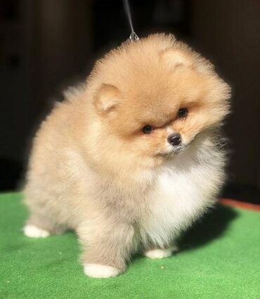 mali francuski buldog: Pomeranski špic,Pomeranac,Pomeranian,Boo štenci Ako ste odgovorna