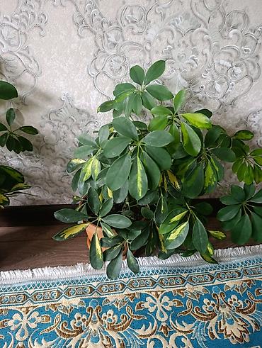шефлер: Комнатные растения в горшках: 1) Сансевиерия (Sansevieria — 3