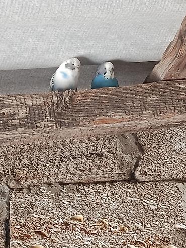 Quşlar: Hazır 2 erkey papuqay satılır qızğn quşlardı isdiyen vpa yaza biler — 1