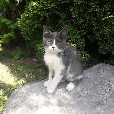 отдам даром кошка: 3 месяца, Мальчик, Приучена к лотку — 6