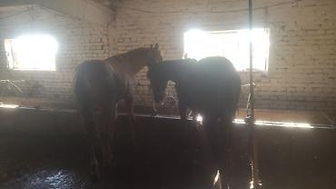 m horse: Продаю | Жеребенок | Рабочий — 3