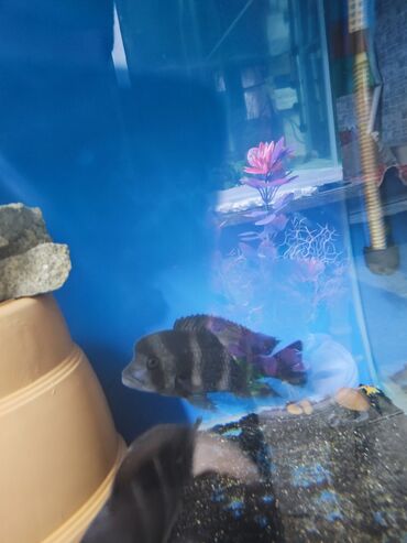 akvarium xırda balığı: Frontoza balığı erkekdi ciddi şəxslər narahat etsin