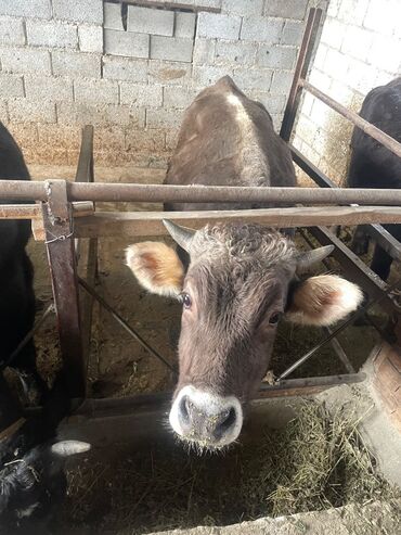 молочные оборудование: Сатам | Уй (ургаачы), Бука (эркек), Кунаажын