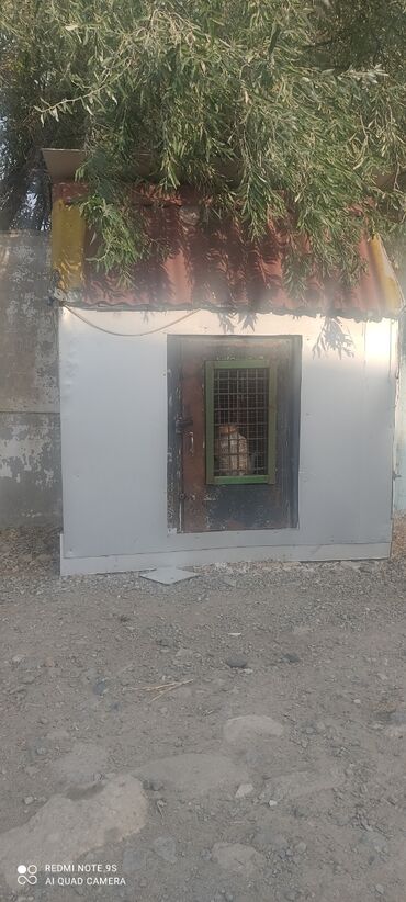 Yuvalar: Quşxana Satlır — 2