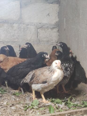 Cücələr: Toyuq cücələri, Ətlik — 1