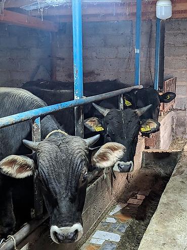 Коровы, быки: Продаю | Бык (самец) at lalafo.kg — 1 Коровы, быки: Продаю | Бык (самец) — 1