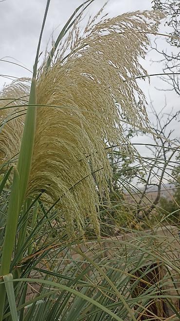 col bitkiləri: Pampas otu (Cortaderia selloana) – dekorativ hündür bəzək otu - Uzun — 3