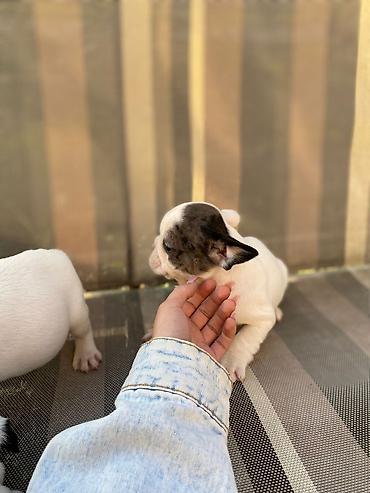 Psi: 🔥 TOP FRANCUSKI BULDOG ŠTENCI 🔥 Na prodaju vrhunski štenci francuskog — 5