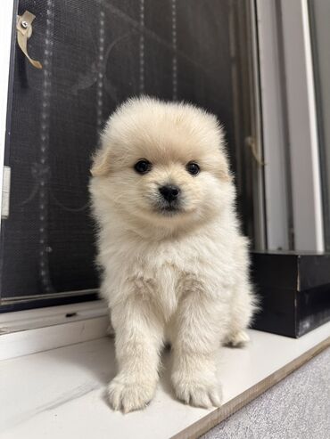 İtlər: Şpitz, 1 ay, Erkek — 8