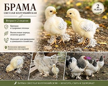 брамо: Продаю | Цыплята | Брама | Для разведения — 1