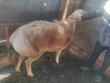 Бараны, овцы: Продаю | Баран (самец) | Арашан | Для разведения — 1