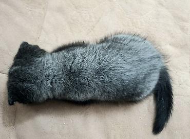 Кошки: Шотландская вислоухая — 2