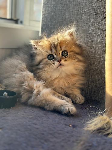 Кошки: Şirin, uzun tüklü balaca pişik balası - Cins: ehtimalən — 5