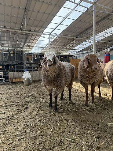 Баран, овца: Продаю | Баран (самец) | Арашан | На забой — 8
