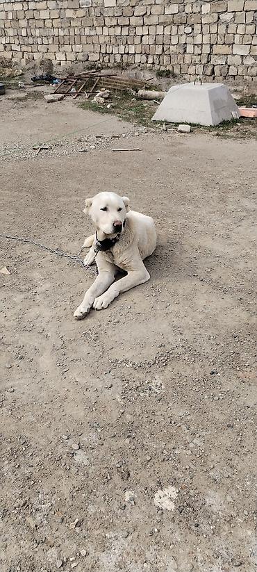 İtlər: Alabay, 2 il, Erkek — 8