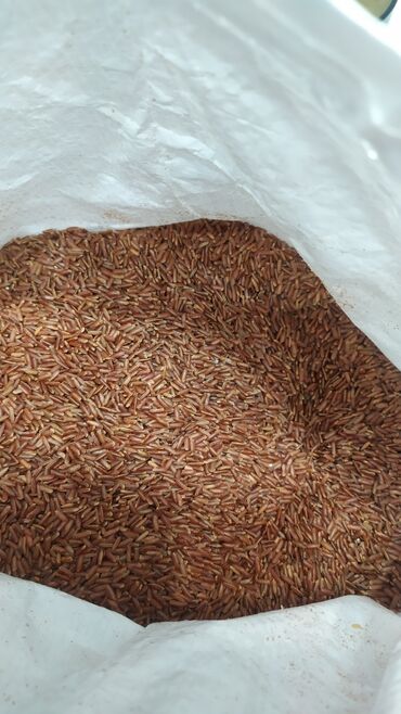 индийский морской рис: Рис красный не шлифованный, диетический продукт, низкий гликимический