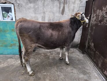 дом для собака: Продаю | Тёлка | Алатауская | На откорм | Привязанные