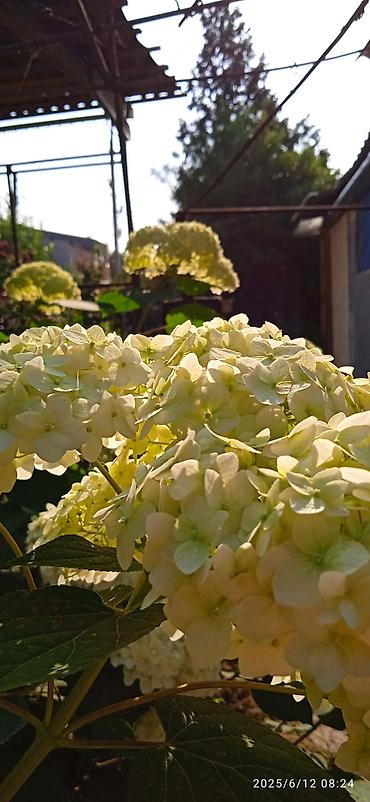 пчелы матки: Саженцы Самовывоз — 6