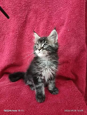 Продажа кошек: Мейн-Куны 🥰🥰🥰. Продаются котята Рысята ♥️ Чистокровные, Шикарные — 11