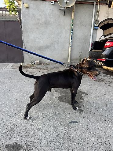 pitbul itlər: Pitbul, 2 il, Erkək, Cütləşmə üçün — 2