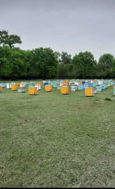 arı yesikləri: 17 yeşik ari satılır
