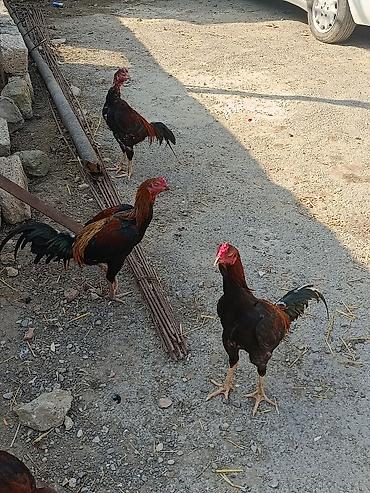 qurdbasar balasi satilir: Salam Aleykum 2 dənəsi yanvar becəsidi 1 dənəsi 1 yas 8 aylıq xoruzdu — 2