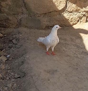 qus dami satilir: Tutulma 15 tuk erkey qiymet sondu — 2