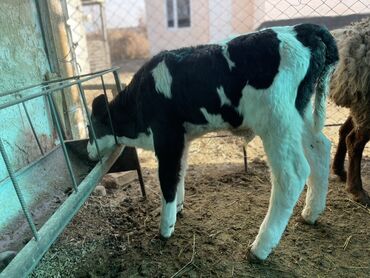 Коровы, быки: Продаю | Музоо, торпок | Полукровка | На откорм — 7