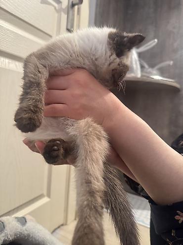 Отдам даром кошку: Кошка даром: Сиамская, 2 месяца, Мальчик — 8