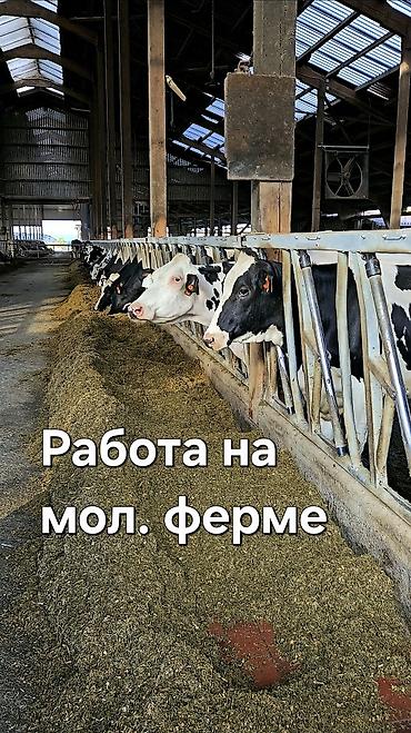 дойки ко: Требуется Доярка, Оплата: Ежемесячно, Обучение — 1
