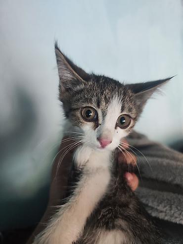 кошка беловодск: 🐾 Три маленькие жизни ищут свой дом… 🐾 У нас есть три котёнка — одна — 8