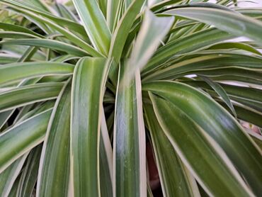 Ostale kućne biljke: Filadendron Brasil, velika biljka sa prve slike je 800, Yucca, Drvo — 5