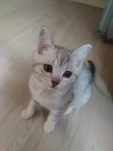 Pişiklər: Gümüş rəngli balaca pişiklər – zərif və mehriban ev heyvanları - Növ — 5