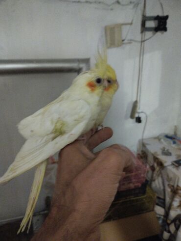 Tutuquşları: Məhsul: Nimfa (Cockatiel) tutuquşuları – ağ-sarı rəngli, yanaqlarda — 2