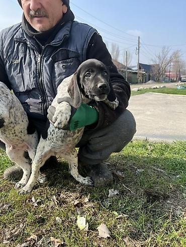 Продажа собак: Продаются щенки курцхаара. Дата рождения: 12 января 2026 г. Порода — 13