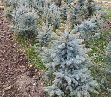 Декоративные деревья: Саженцы деревьев: Ели — 10