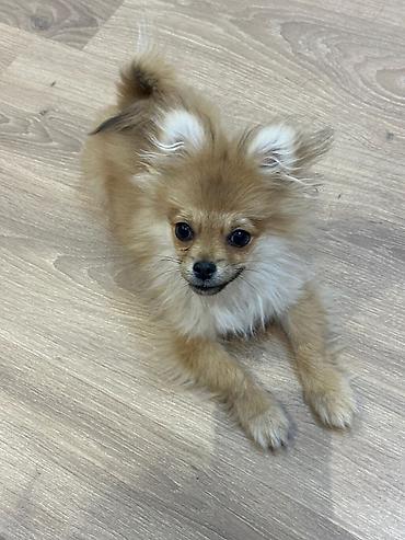 İtlər: Şpitz — 5