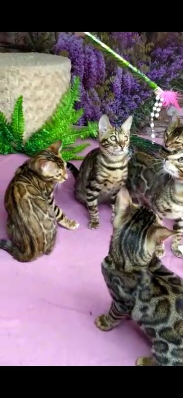 Продажа кошек: Бенгальские котята Проф.Питомник Бен Гла Мур предлагает.чудесных — 24