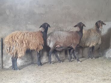 ana bala qoyunlar: Dişi, il: 1