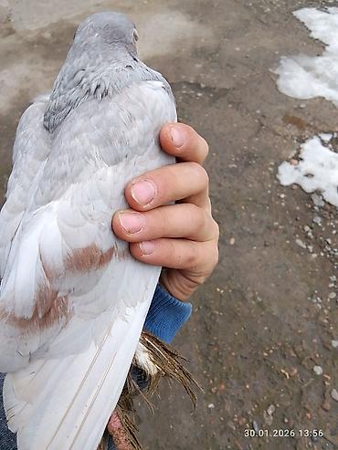 Птицы: Голубь декоративный, окрас светло-серый с кофейно‑рыжими пятнами на — 2