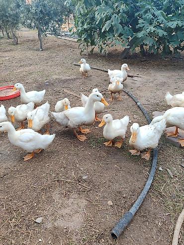 Утки: Ağ rəngli ördək balaları – təsərrüfat və həyət üçün Məhsul təsviri: - — 2